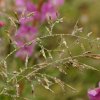 20090803_017_raw
